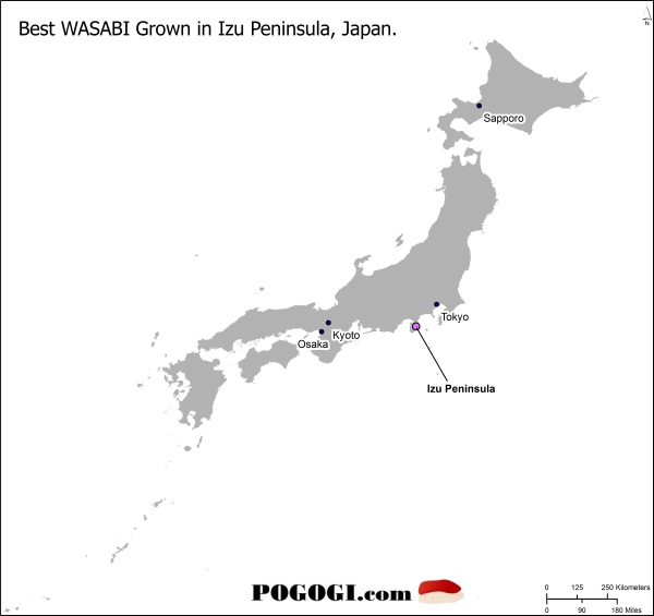 The Best & Real Japanese Wasabi Is From Izu Peninsula, Japan POGOGI